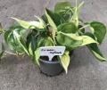 Philodendron cream splash matecznik
