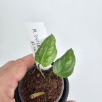 Monstera siltepecana El Salwador