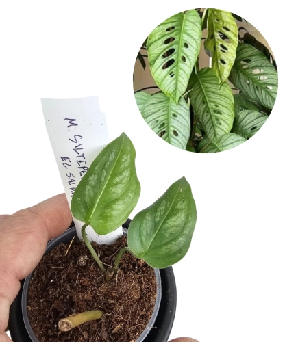 Monstera siltepecana El Salwador