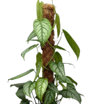 Monstera siltepecana El Salwador  starsza roślina
