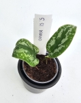 Scindapsus sp. Borneo