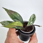Hoya carnosa Stardust