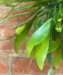 Epiphyllum pumilum starsza roślina