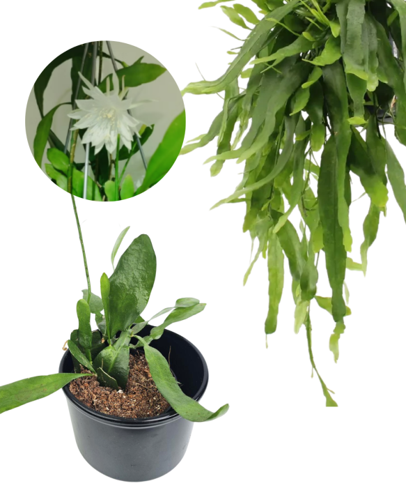 Epiphyllum pumilum