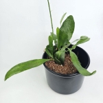 Epiphyllum pumilum
