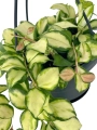 Hoya Heuschkeliana Variegata starsza roślina