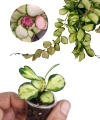 Hoya Heuschkeliana Variegata maluch