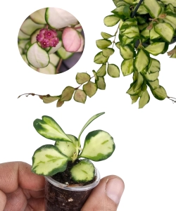 Hoya Heuschkeliana Variegata maluch