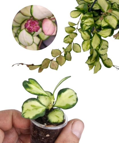 Hoya Heuschkeliana Variegata maluch
