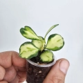 Hoya Heuschkeliana Variegata maluch
