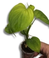 Philodendron fibraecataphyllum