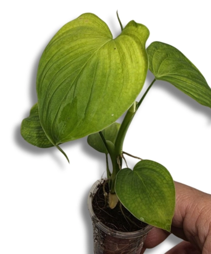 Philodendron fibraecataphyllum