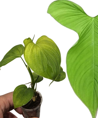 Philodendron fibraecataphyllum