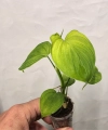 Philodendron fibraecataphyllum