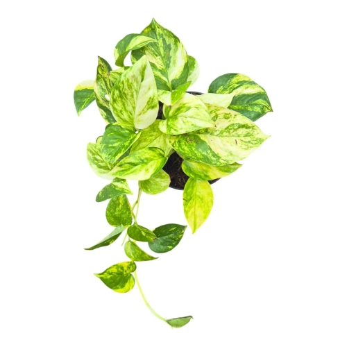 Epipremnum Churchils Gold matecznik