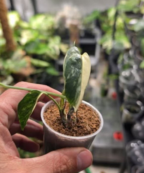 Epipremnum pinnatum variegata maluch