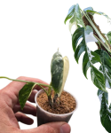Epipremnum pinnatum variegata maluch