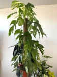 Epipremnum pinnatum variegata XL - na paliku