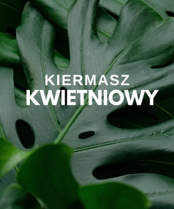 13.20.04 Ładnie wybarwione sadzonki Epipremnum Manjula.