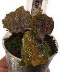 Begonia Robin