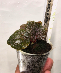 Begonia Robin
