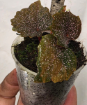 Begonia Robin