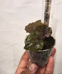 Begonia Robin