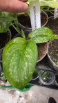 Scindapsus Green Dragon