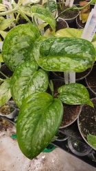 Scindapsus Green Dragon 