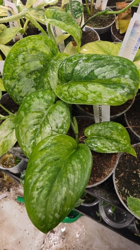 Scindapsus Green Dragon - matecznik