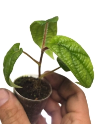 Piper parmatum s