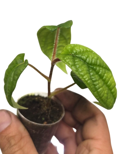 Piper parmatum s