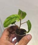 Piper parmatum s
