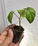 Piper parmatum s
