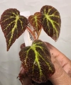 Begonia decora