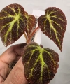 Begonia decora