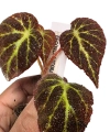 Begonia decora
