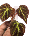 Begonia decora