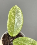 Hoya Grey Ghost