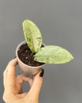 Hoya Grey Ghost