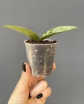 Hoya Grey Ghost