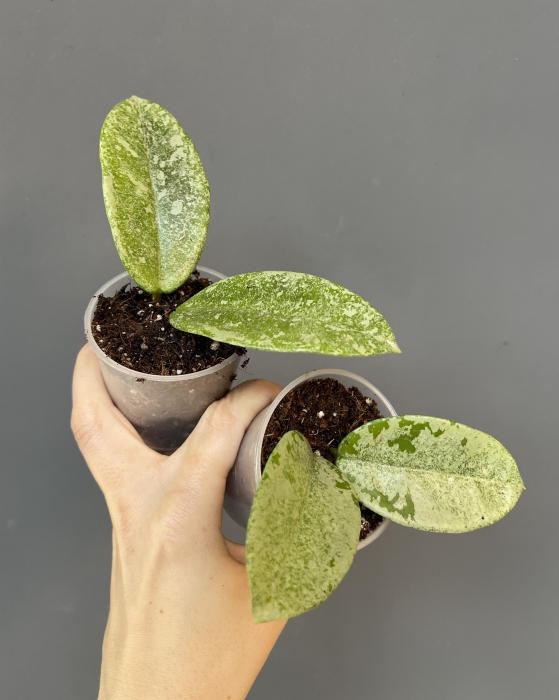 Hoya Grey Ghost
