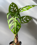Monstera Esqueleto duża na paliku