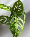 Monstera Esqueleto duża na paliku