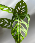 Monstera Esqueleto duża na paliku