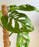 Monstera Esqueleto duża na paliku