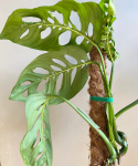 Monstera Esqueleto duża na paliku