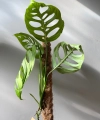 Monstera Esqueleto duża na paliku