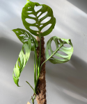 Monstera Esqueleto duża na paliku