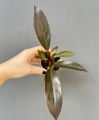 Philodendron Black Cardinal hybrid S